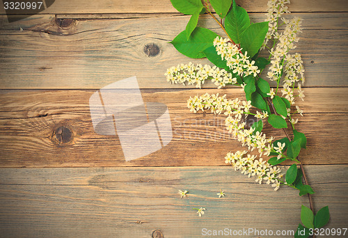 Image of bird cherry branch  on aged boards