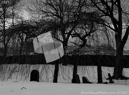 Image of trees on graveyard