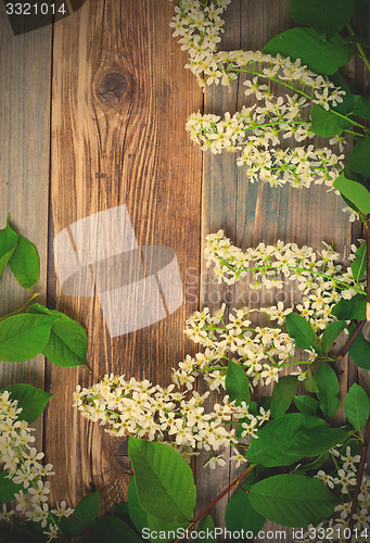 Image of branch of blossom bird cherry