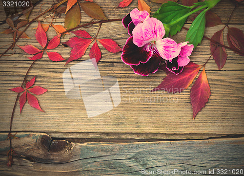 Image of geranium flower and herbarium