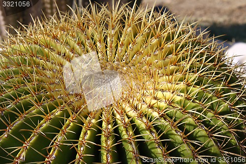 Image of Golden ball cactus