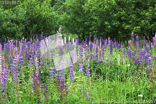 Image of Wild lupines