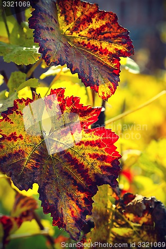 Image of Beautiful autumn branch of grape