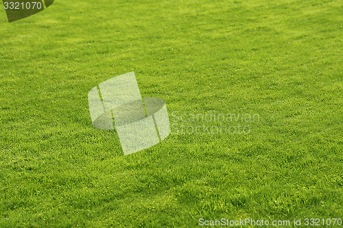 Image of Green lawn background