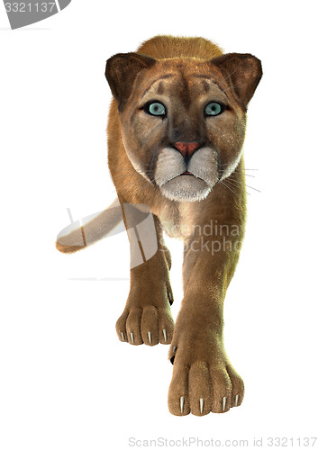 Image of Big Cat Puma