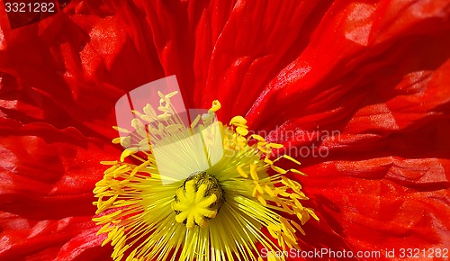 Image of Beautiful nature background with closeup of bright red poppy 