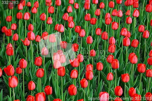 Image of Beautiful red tulips