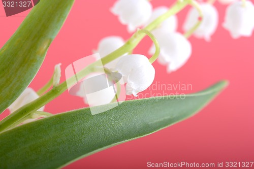 Image of white flowers of lilac