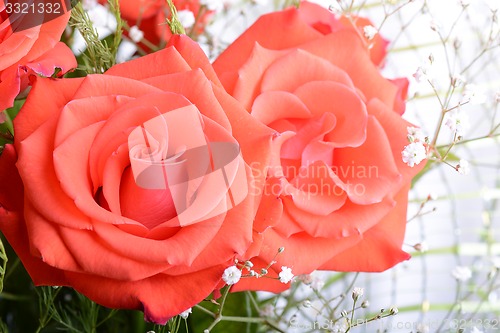 Image of A close up macro shot of a red rose