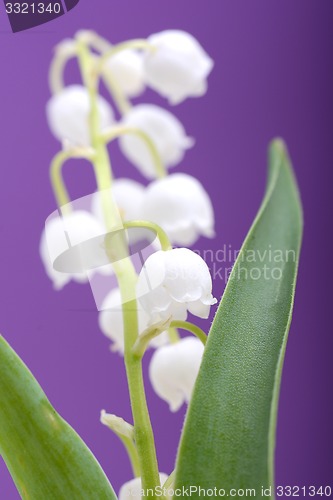 Image of white flowers of lilac