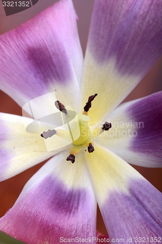 Image of close-up flower