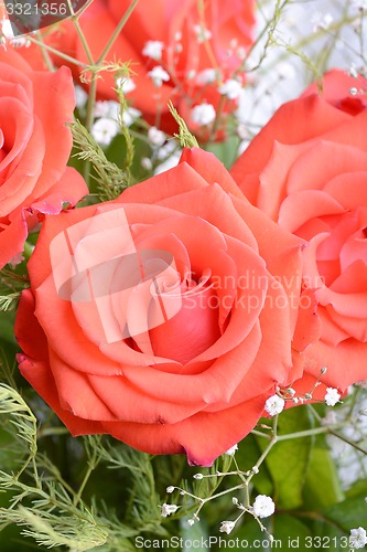 Image of A close up macro shot of a red rose