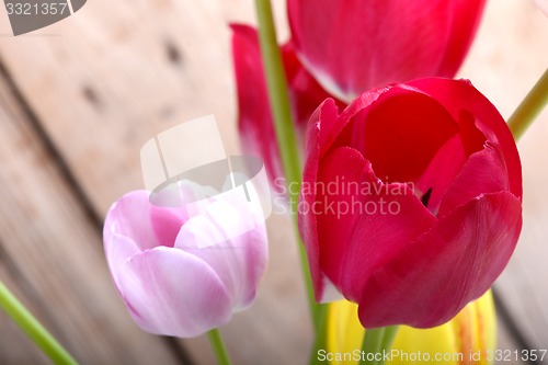 Image of red tulips. spring flower