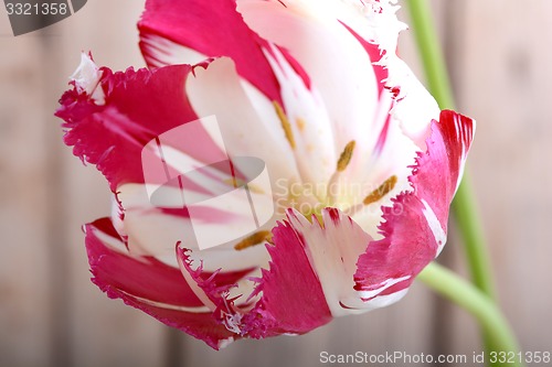 Image of red tulips. spring flower