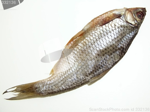 Image of One dry fish