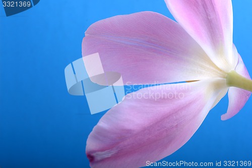 Image of Beautiful flowers. Spring flower background