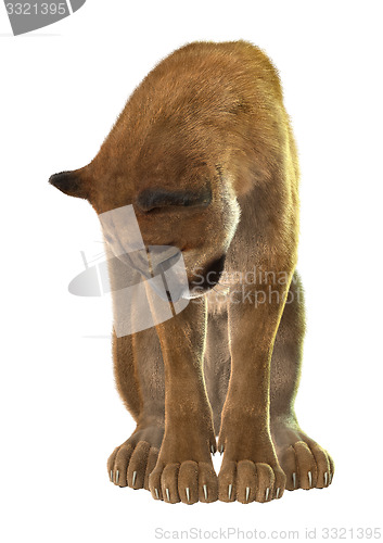 Image of Big Cat Puma