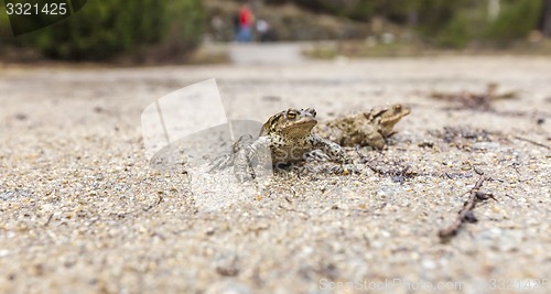 Image of Closeup frog near the road.