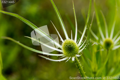 Image of Green plant with egg-shaped head (teasel)