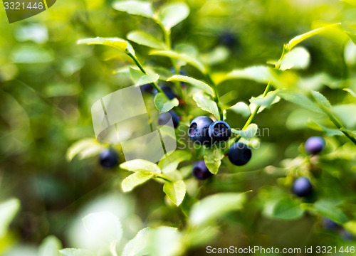 Image of Bilberry, whortleberry or European blueberry