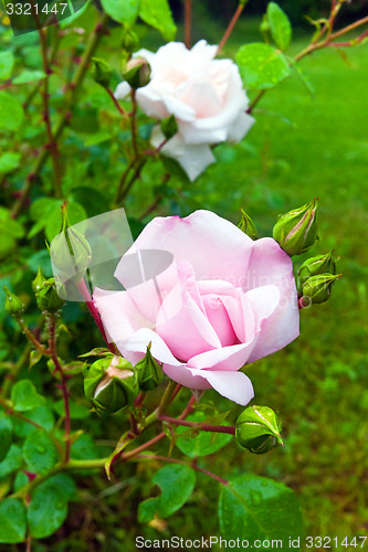 Image of Pink rose