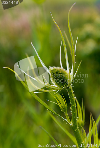 Image of Green plant with egg-shaped head (teasel)