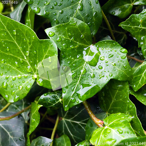 Image of Ivy leaf with rain drops