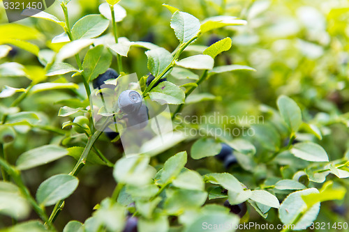 Image of Bilberry, whortleberry or European blueberry