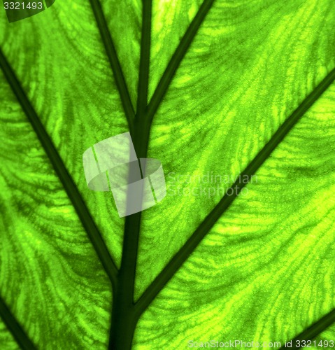 Image of abstract leaf and his veins background  macro close 