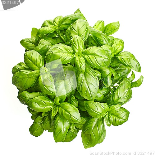 Image of fresh green basil leaves