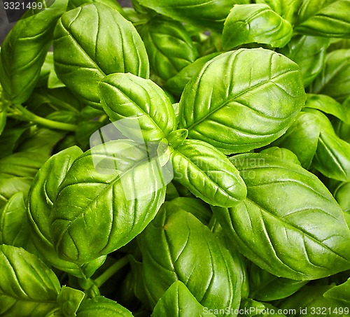 Image of basil background