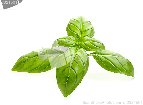 Image of fresh organic basil