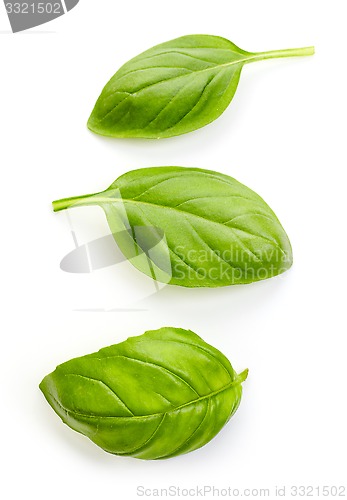 Image of fresh organic basil