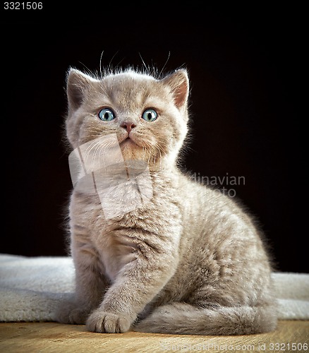 Image of portrait of british short hair kitten