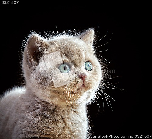 Image of portrait of british short hair kitten