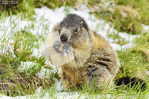 Image of Alpine marmot