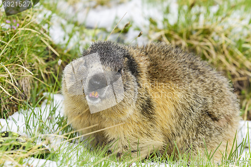 Image of Alpine marmot