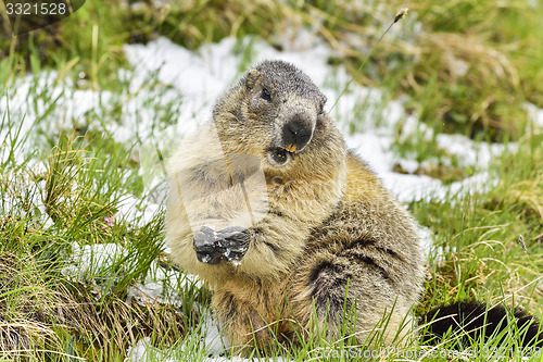 Image of Alpine marmot