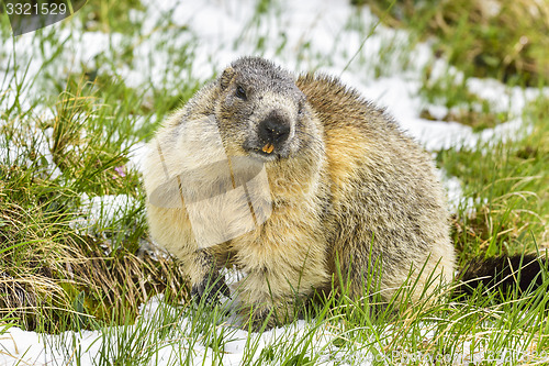Image of Alpine marmot
