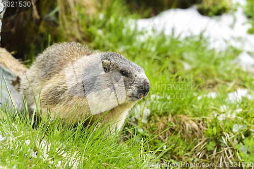 Image of Alpine marmot