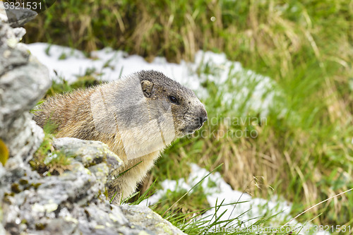 Image of Alpine marmot