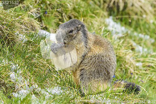 Image of Alpine marmot