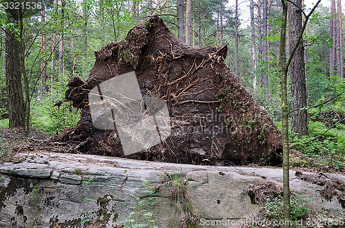 Image of upprooted tree