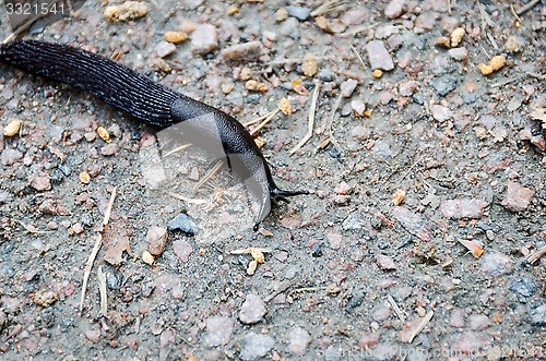 Image of black slug