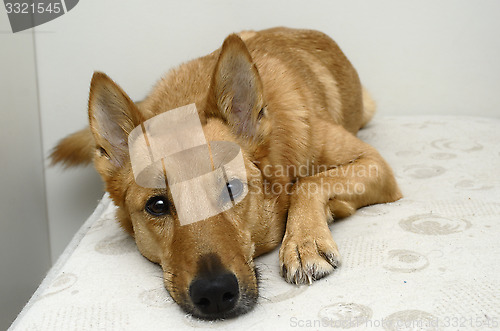 Image of brown mongrel dog lying on a bed