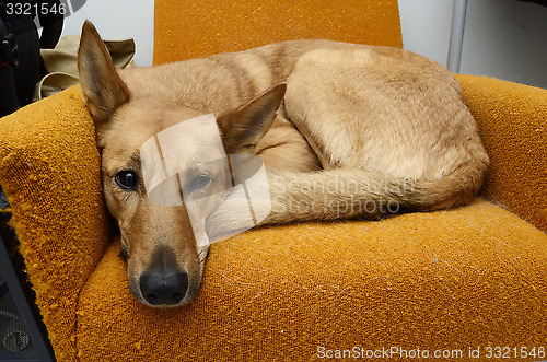 Image of brown mongrel dog lying in the orange chair