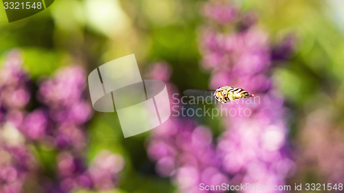 Image of Wasp in flight on background of flowers