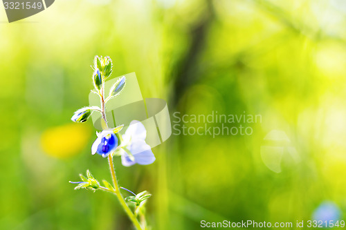 Image of Macro of blue meadow flower