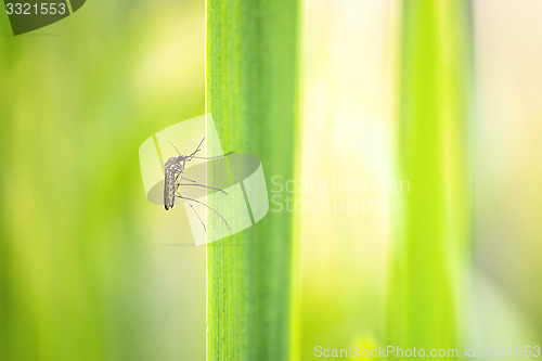 Image of Macro shot of mosquito