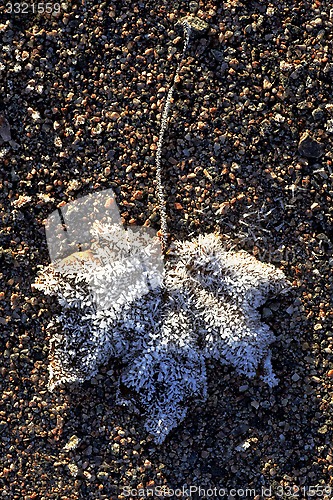 Image of maple leaf covered with ice crystals